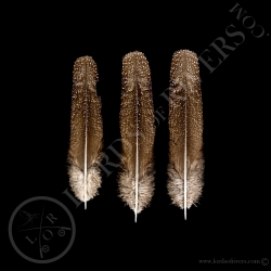 eperonnier-de-chinquis-quot-wing-feather