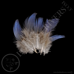 vulturine-guineafowl-breast-feather-lord