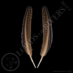 vulturine-guineafowl-lilac-wing-cover-pa