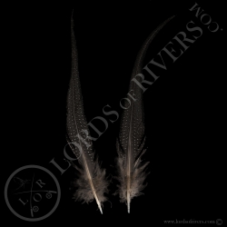 pintade-vulturine-paire-de-plumes-de-que