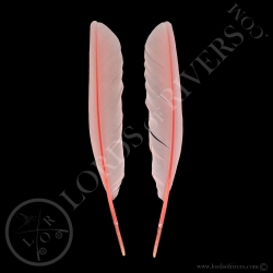 spatule-rose-paire-de-plumes-d-ailes-typ