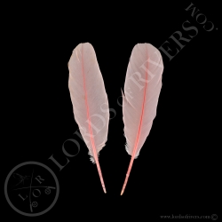 spatule-rose-paire-de-plumes-d-ailes-typ