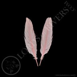 roseate-spoonbill-paired-body-feathers-l