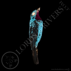 spangled-cotinga-full-skin-lords-of-rive