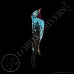 spangled-cotinga-full-skin-lords-of-rive