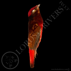 guianan-red-cotinga-full-skin-lords-of-r