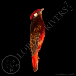 guianan-red-cotinga-full-skin-lords-of-r