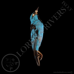 dacnis-bleu-dacnis-cayana-full-skin-lord