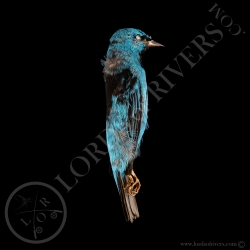 dacnis-bleu-dacnis-cayana-full-skin-lord