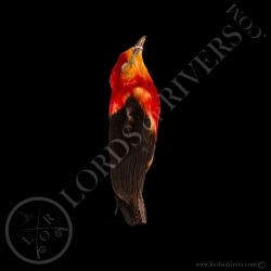 crimson-hooded-manakin-full-skin-lords-o