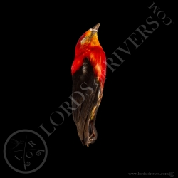 crimson-hooded-manakin-full-skin-lords-o