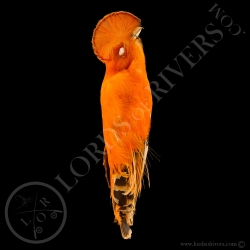 coq-de-roche-orange-full-skin-peau-compl