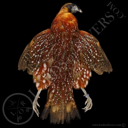 temminck-s-tragopan-full-skin-lords-of-r