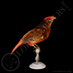 Cotinga