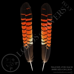cacatoes-de-banks-paire-de-plumes-de-que