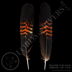 cacatoes-de-banks-paire-de-plumes-de-que