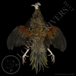 green-java-junglefowl-full-skin-lords-of