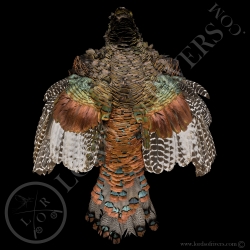 ocellated-turkey-male-full-skin-lords-of
