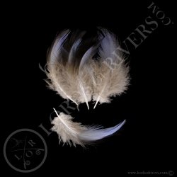 pintade-vulturine-lot-de-plumes-bicolore