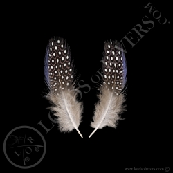 vulturine-guineafowl-lilac-body-feather-