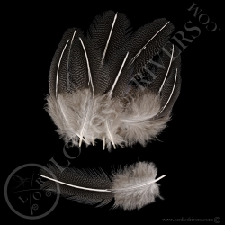 vulturine-guineafowl-batch-of-back-elver