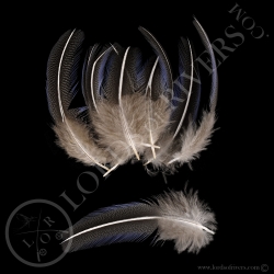 vulturine-guineafowl-batch-of-back-elver