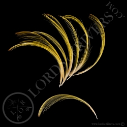 golden-pheasant-crest-feathers-hand-sele