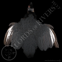 creasted-guiuneafowl-full-skin-lords-of-
