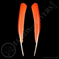 ibis-rouge-paire-de-plumes-d-ailes-type-