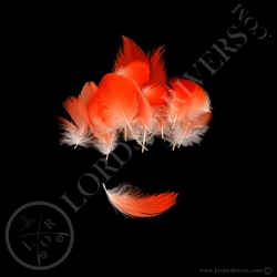 ibis-rouge-lot-de-micro-plumes-de-corps-