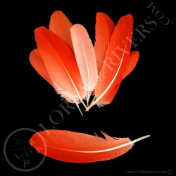 ibis-rouge-petites-plumes-d-ailes-type-1