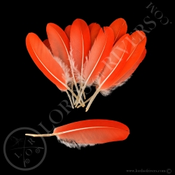 scarlet-ibis-red-ibis-small-wings-feathe