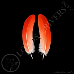 ibis-rouge-paire-de-petites-de-plumes-d-