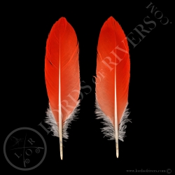 ibis-rouge-paire-de-plumes-de-corps-quot