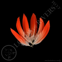 ibis-rouge-plumes-de-corps-quot-flamme-q