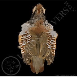 red-legged-partridge-full-skin-lords-of-