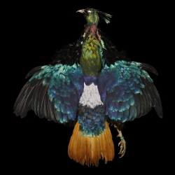 monal-impeyan-pheasant-full-skin-lords-o