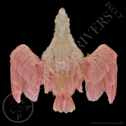 roseate-spoonbill-full-skin-lords-of-riv