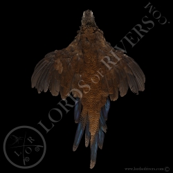 bronze-tailed-peacock-pheasant-full-skin