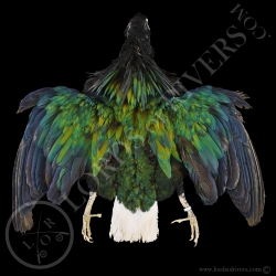 nicobar-pigeon-full-skin-lords-of-rivers