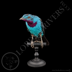 spangled-cotinga-taxidermy-full-skin-lor