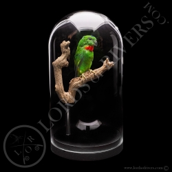 blue-crowned-hanging-parrot-taxidermy-lo