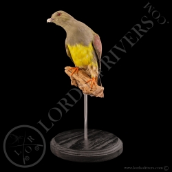 colombar-waalia-treron-waalia-taxidermie