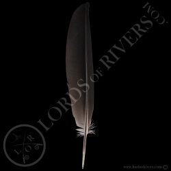 grey-crowned-african-crane-wing-cover-ty