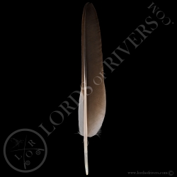 grey-crowned-african-crane-wing-cover-ty