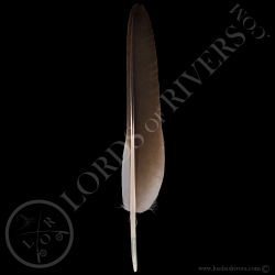 grue-couronnee-grise-plume-wing-cover-ty