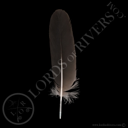 grue-couronnee-grise-plume-wing-cover-ty