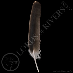 grey-crowned-african-crane-wing-cover-ty