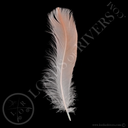 american-flamingo-flame-body-feathers-lo