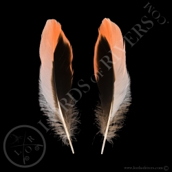 american-flamingo-flame-body-feathers-tr